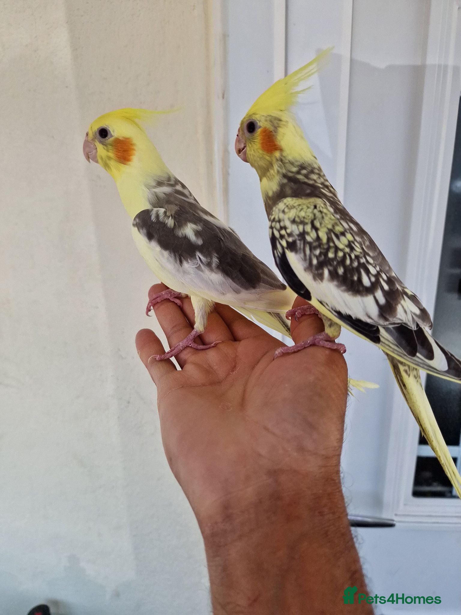 Cockatiels birds Super silly tamed baby cockatiels  - Advert 20