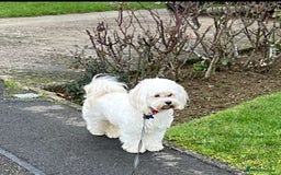 Havanese dogs for sale: Havanese girl  - Image 3