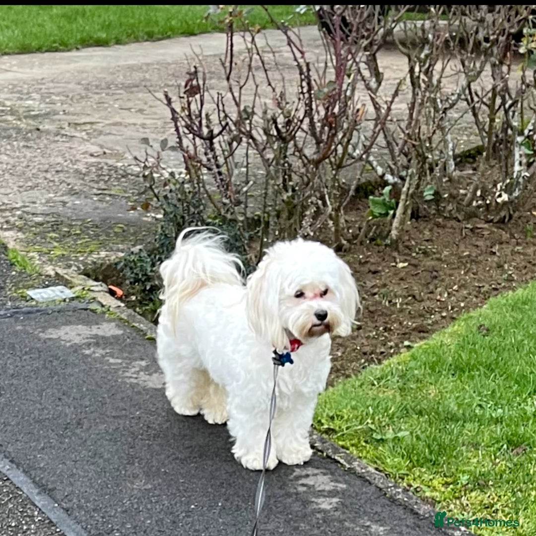 Havanese dogs for sale: Havanese girl  - Image 3