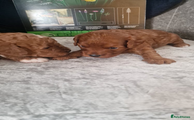 Cavapoo dogs - Advert 1