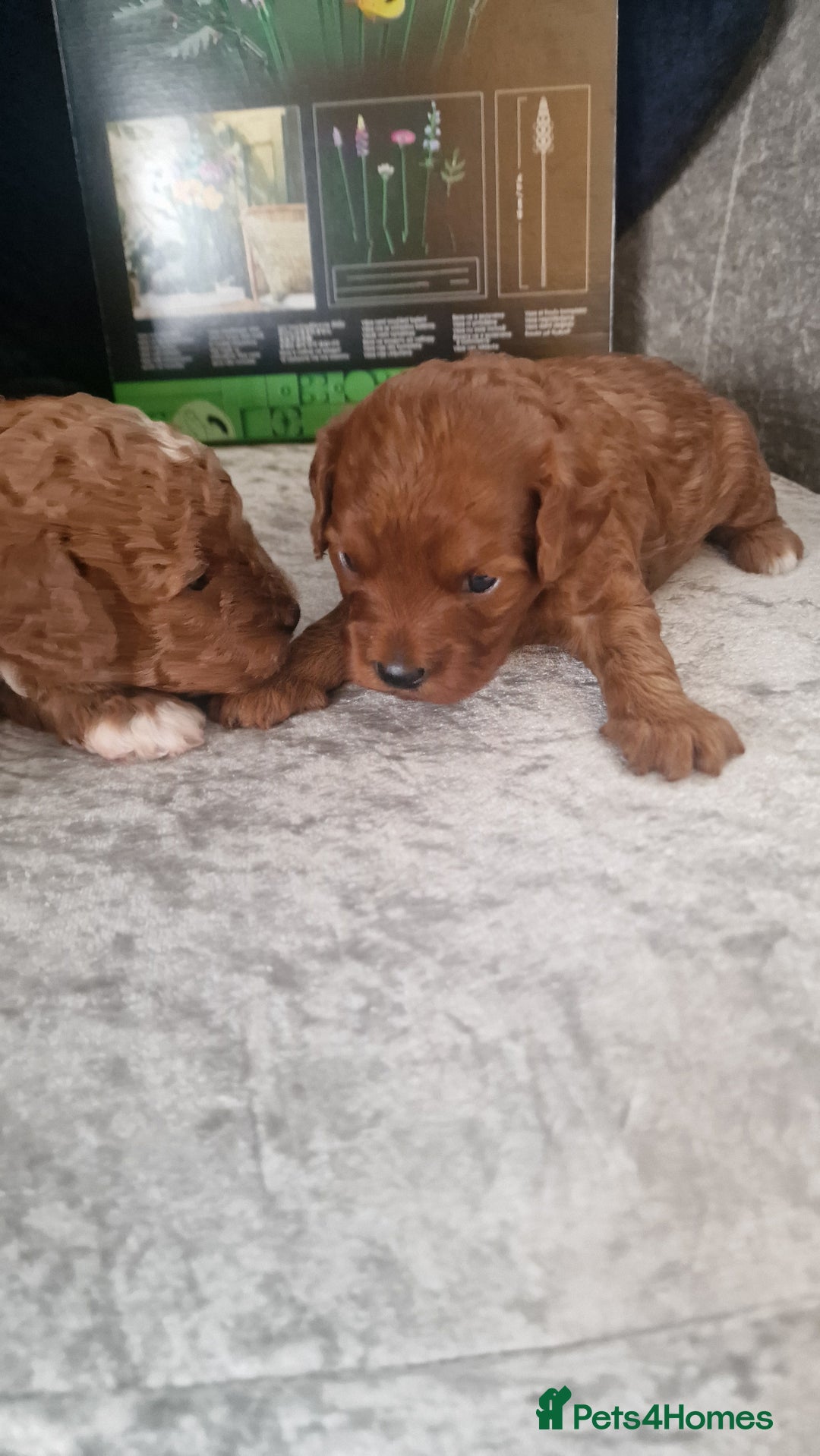 Cavapoo dogs for sale: Cavapoo f1b - Image 1