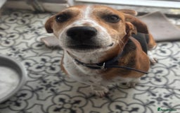 Mixed Breed dogs for sale: Friendly Beagle Mix Looking for a New Home  - Image 2
