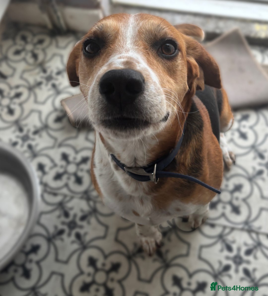 Mixed Breed dogs for sale: Friendly Beagle Mix Looking for a New Home  - Image 2