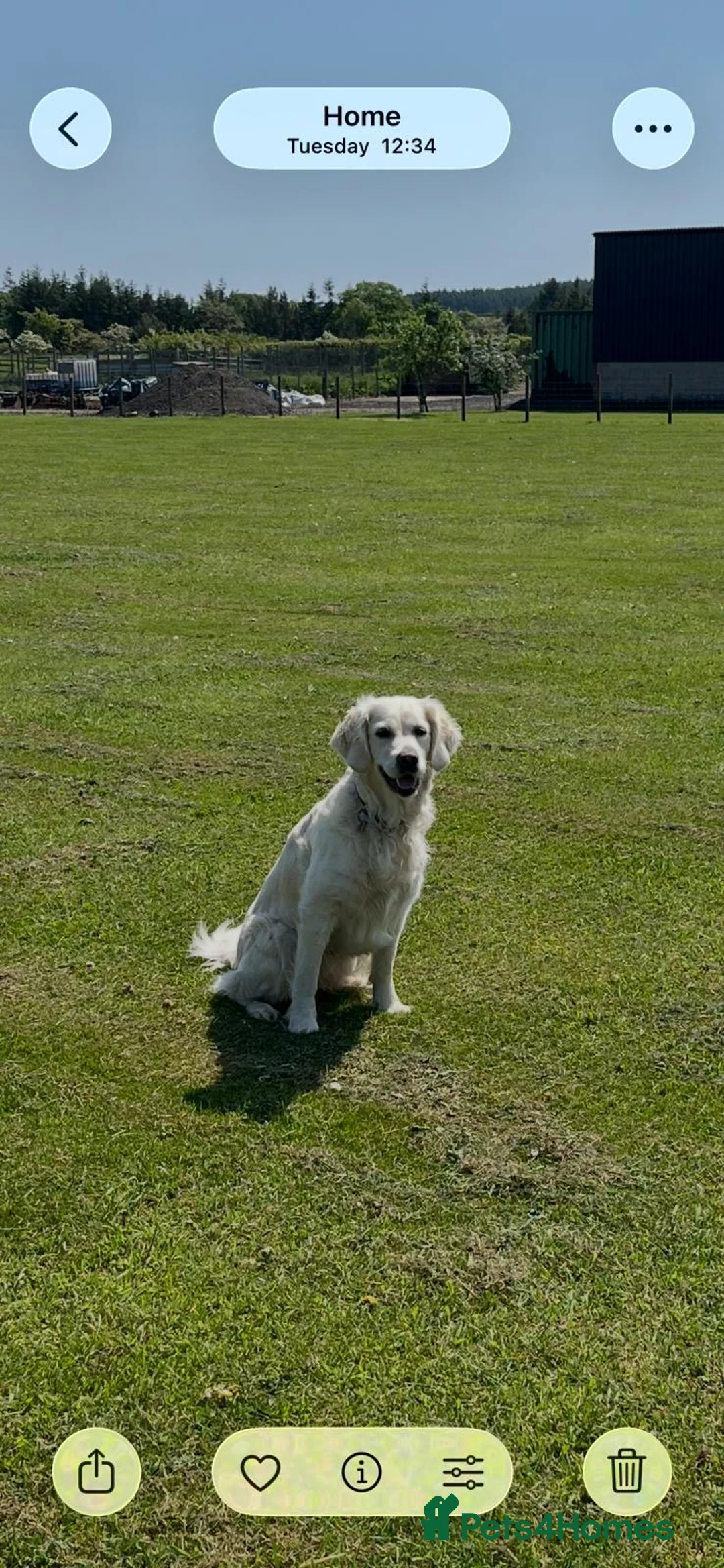 Golden Retriever dogs for sale: Kc Cream Golden retriever puppies, list open  - Advert 2
