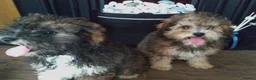 Poochon dogs for sale: Poochon puppies beautiful girls fully vaccinated  - Advert 10
