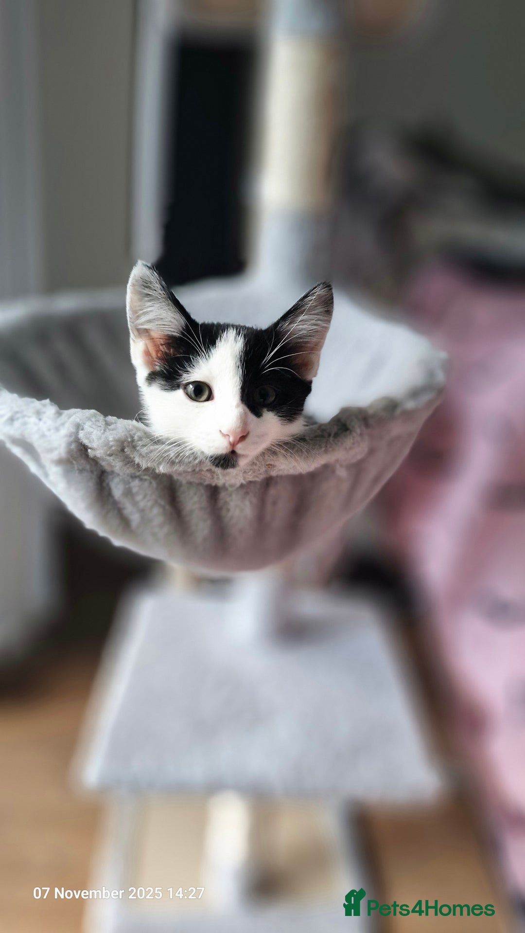 Mixed Breed cats for sale: 3 male kittens ready for rehoming - 9 weeks old  - Advert 3