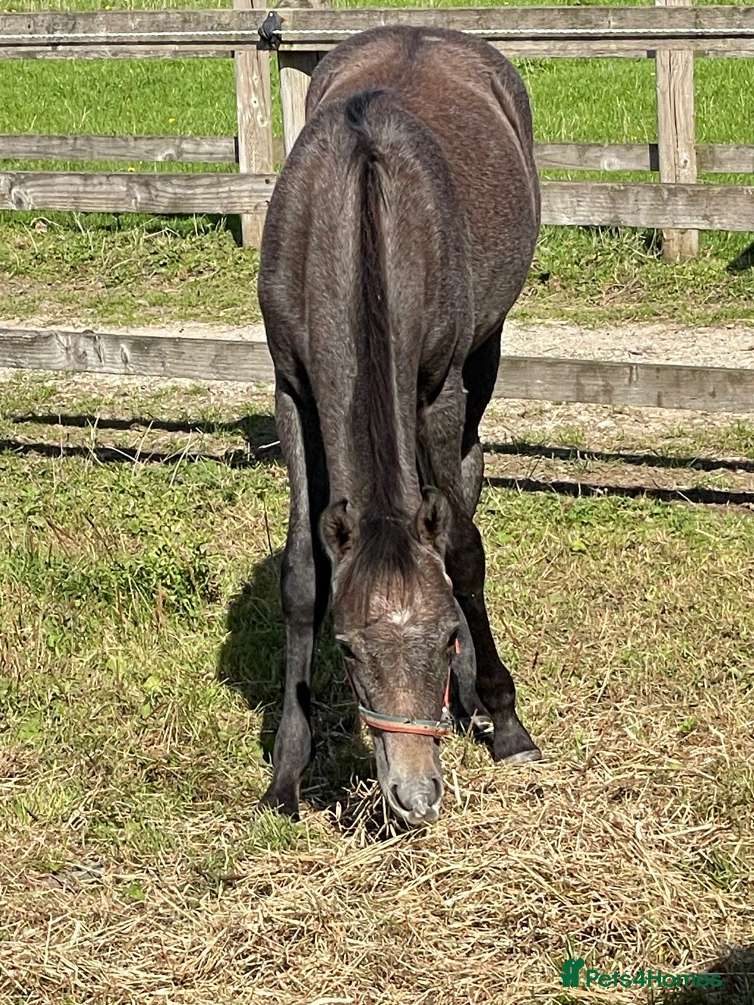 Riding pony horses for sale: beautiful colt foal to mature at 14.2hh - Advert 2