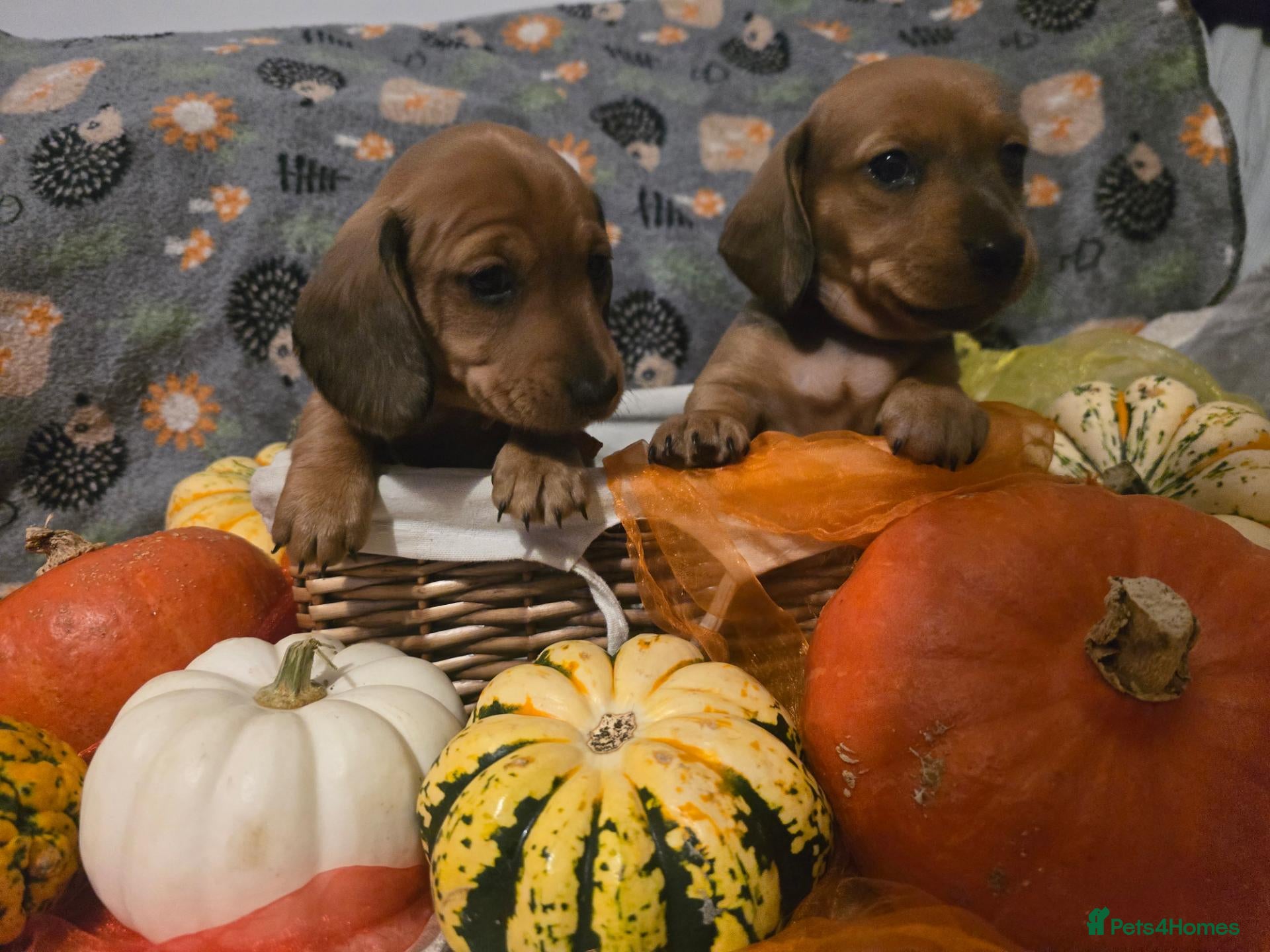 Miniature Dachshund dogs for sale: 2 shaded red girls left KC mini Dacshunds - Advert 1