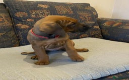 Rhodesian Ridgeback dogs for sale: KC reg Rhodesian Ridgeback puppies - Image 3