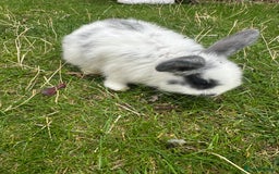 Mini Lop rabbits for sale: Mini lops - Image 3