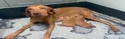 Hungarian Vizsla dogs for sale: Hungarian Vizsla bitch puppies - Advert 4
