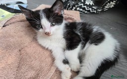 Mixed Breed cats for sale: Kittens ready for new homes - Image 5