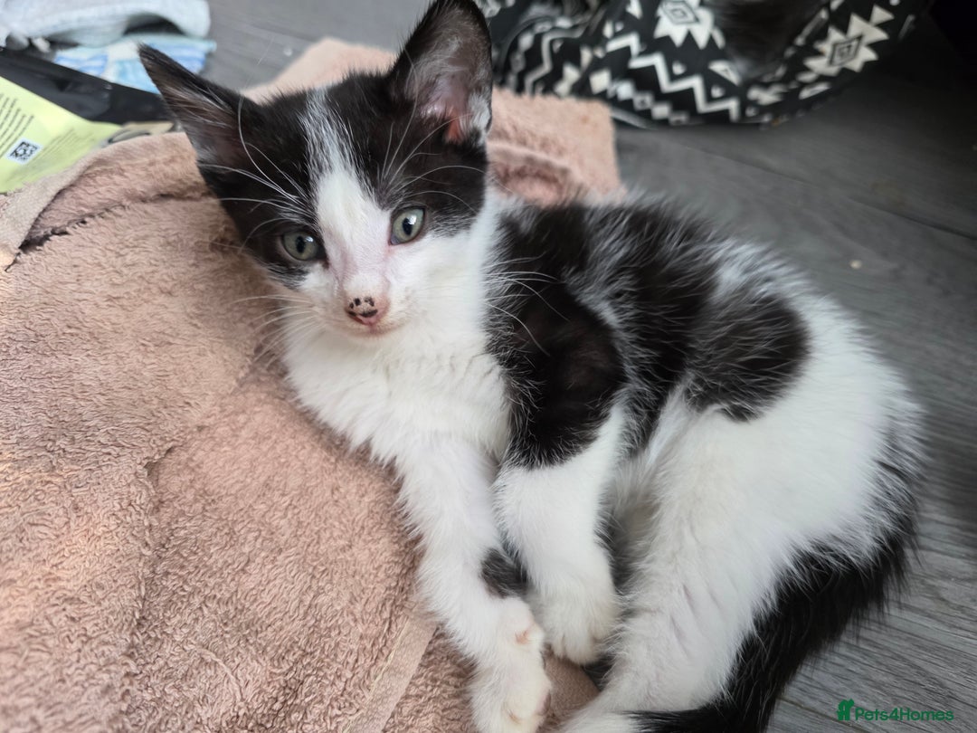 Mixed Breed cats for sale: Kittens ready for new homes - Image 5