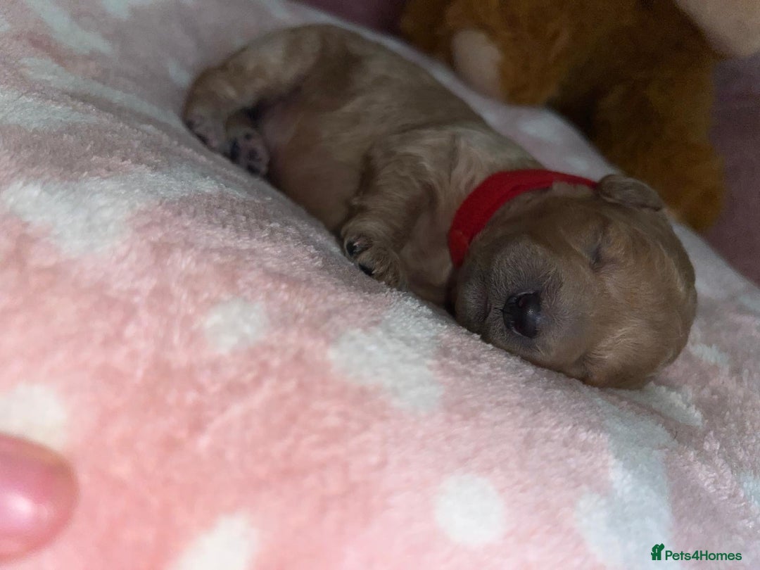 Cockapoo dogs for sale: 🌸3 gorgeous Chunky Cockapoos 🌸 - Image 25