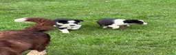 Border Collie dogs for sale: 🌟Beautiful Border Collies🌟 - Advert 8