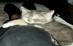 Mixed Breed cats for sale: Mixed breed kittens  - Image 5