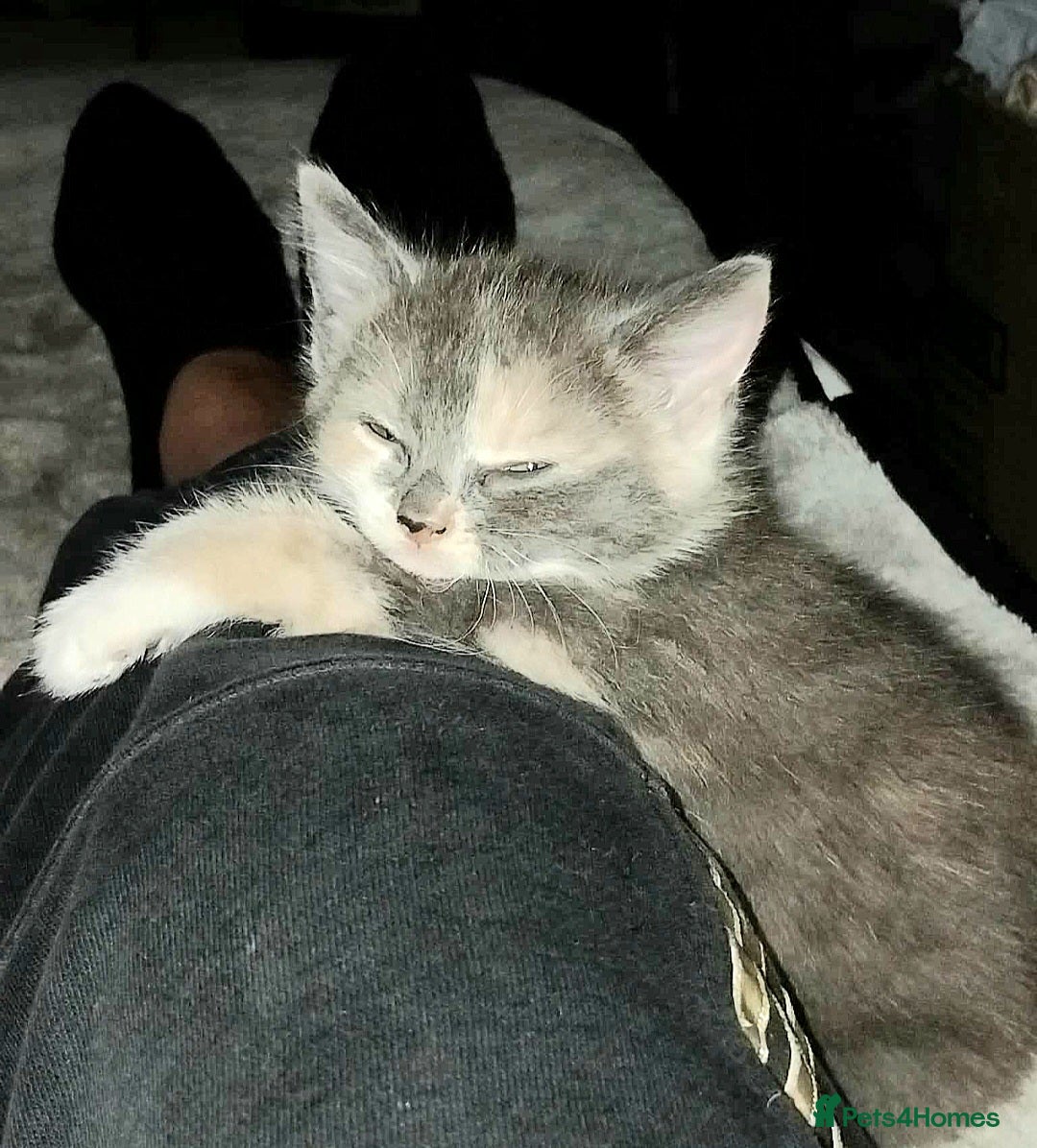 Mixed Breed cats for sale: Mixed breed kittens  - Image 5