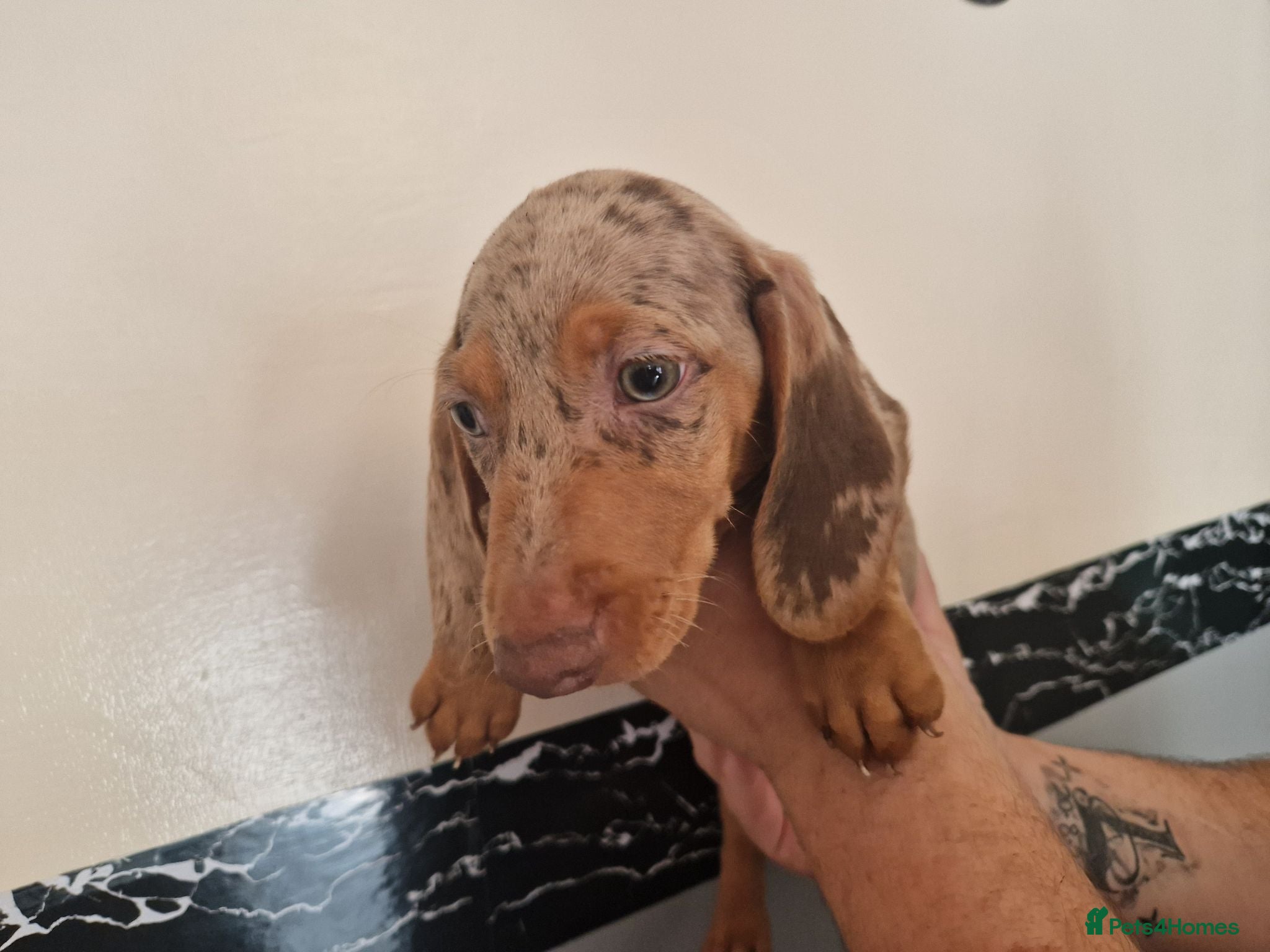 Miniature Dachshund dogs Miniature dachshund puppies 🐶 reduced ❤️ - Advert 13