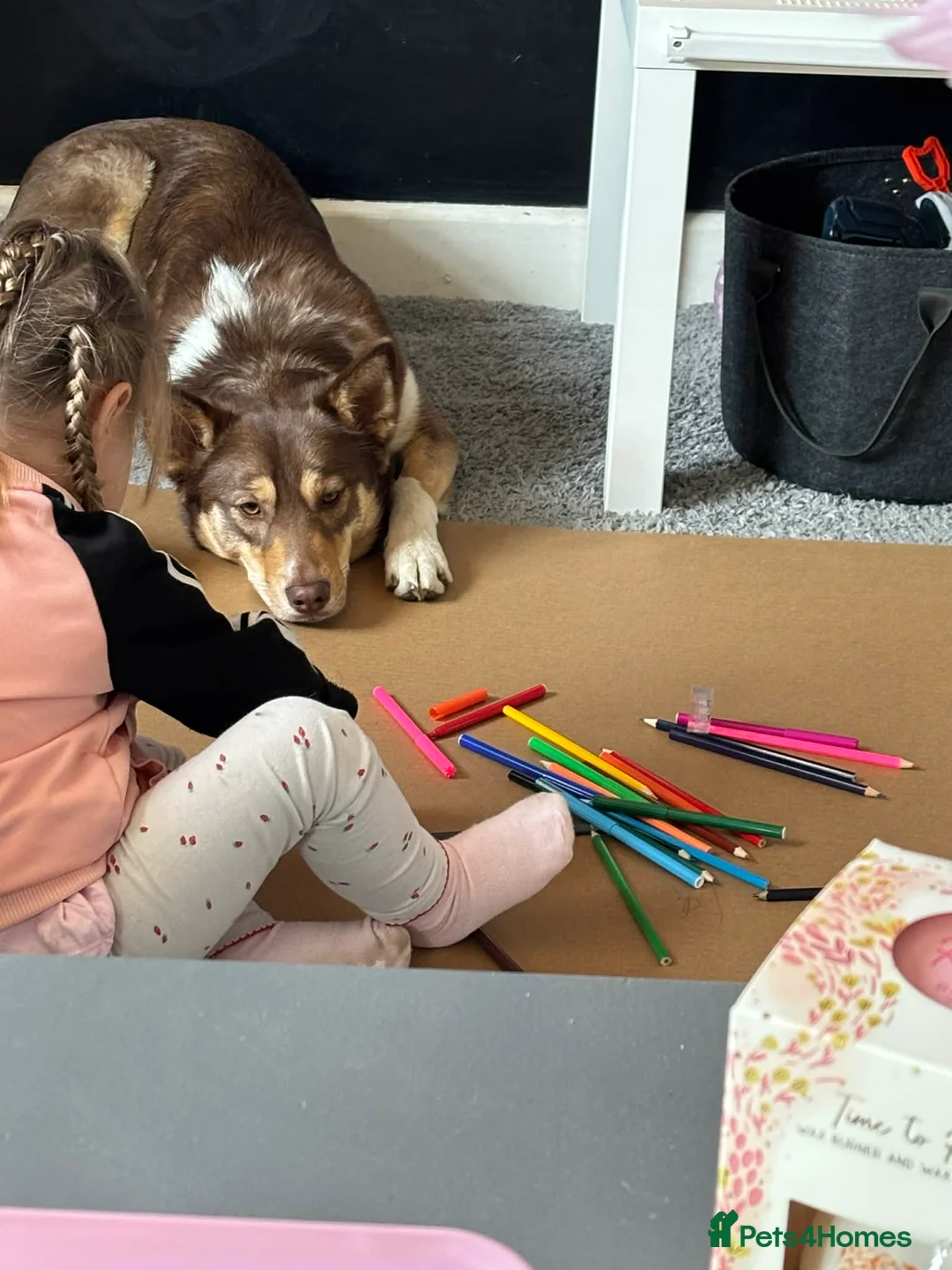 Mixed Breed dogs for sale: Devastating sale of Luna - Advert 5