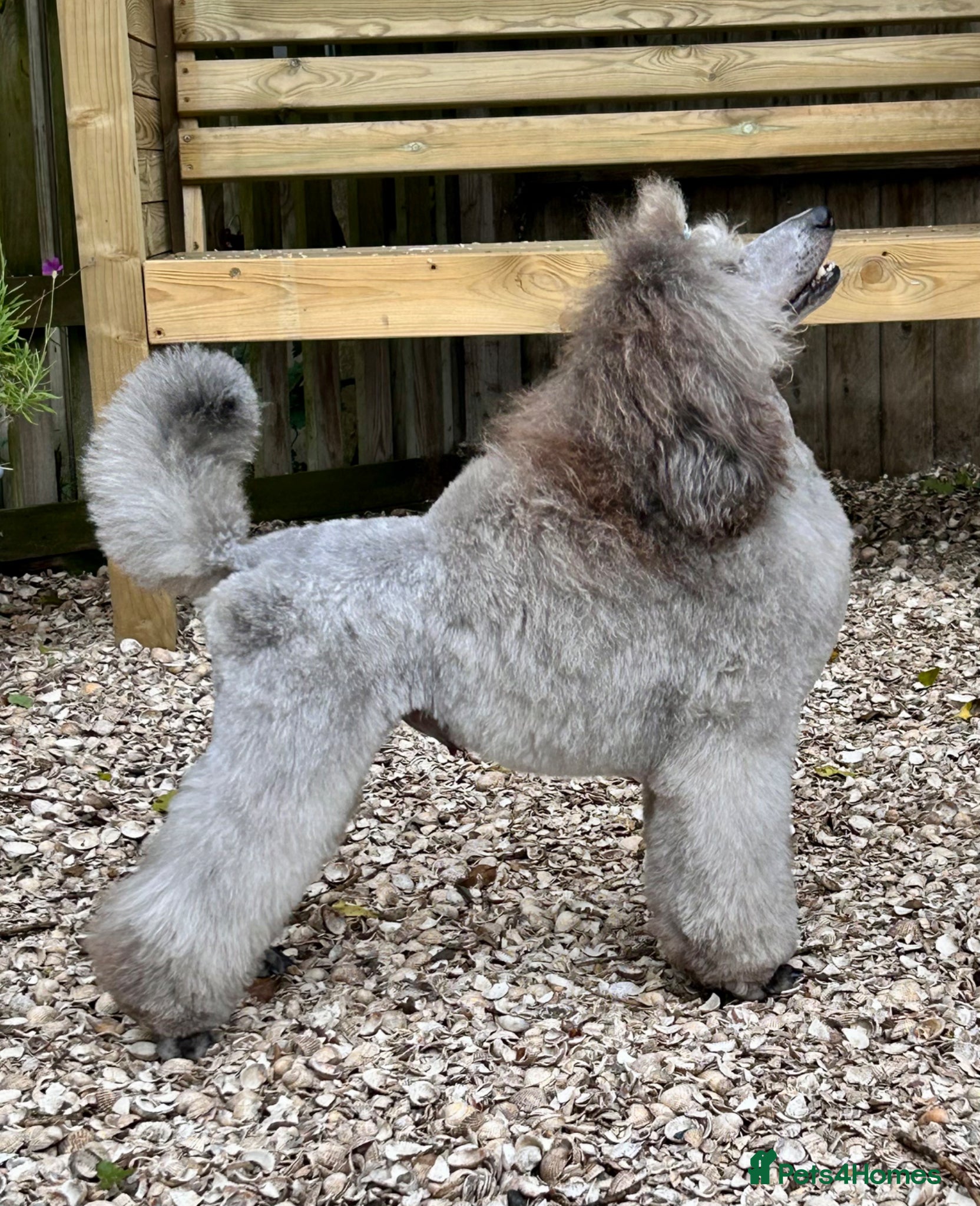 Miniature Poodle dogs Silver Miniature Poodle for stud - Advert 12