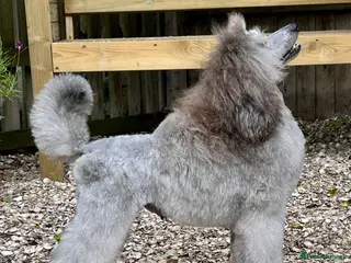 Miniature Poodle dogs Silver Miniature Poodle for stud - Advert 1