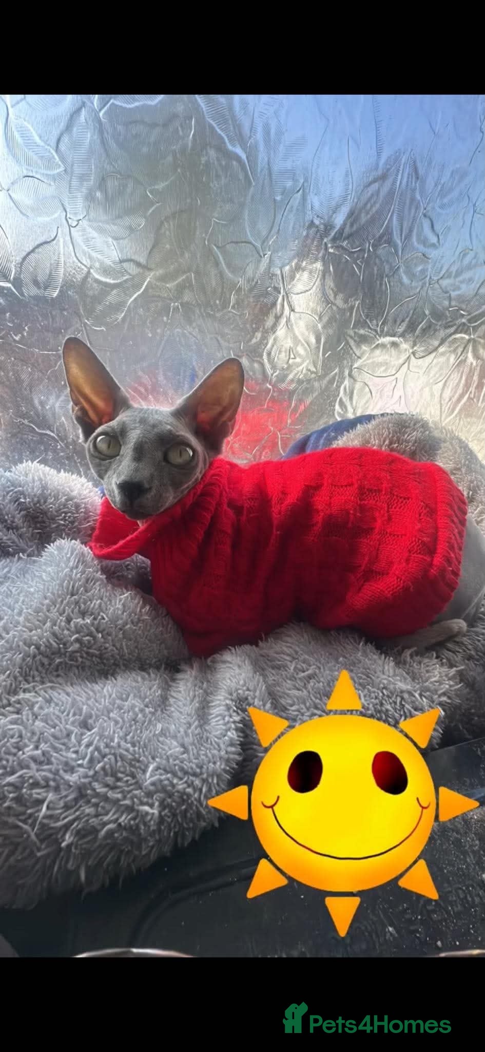 Sphynx cats 1 year old female  - Advert 5