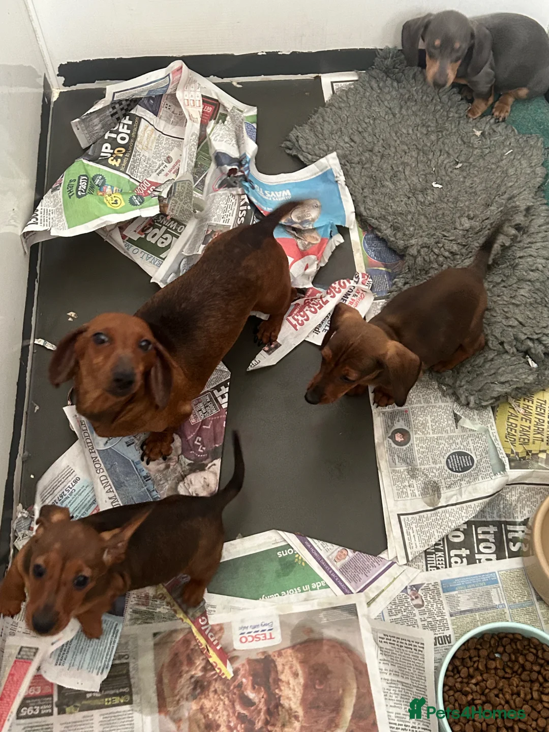 Miniature Dachshund dogs for sale: Stunning miniature dachshunds  - Advert 4