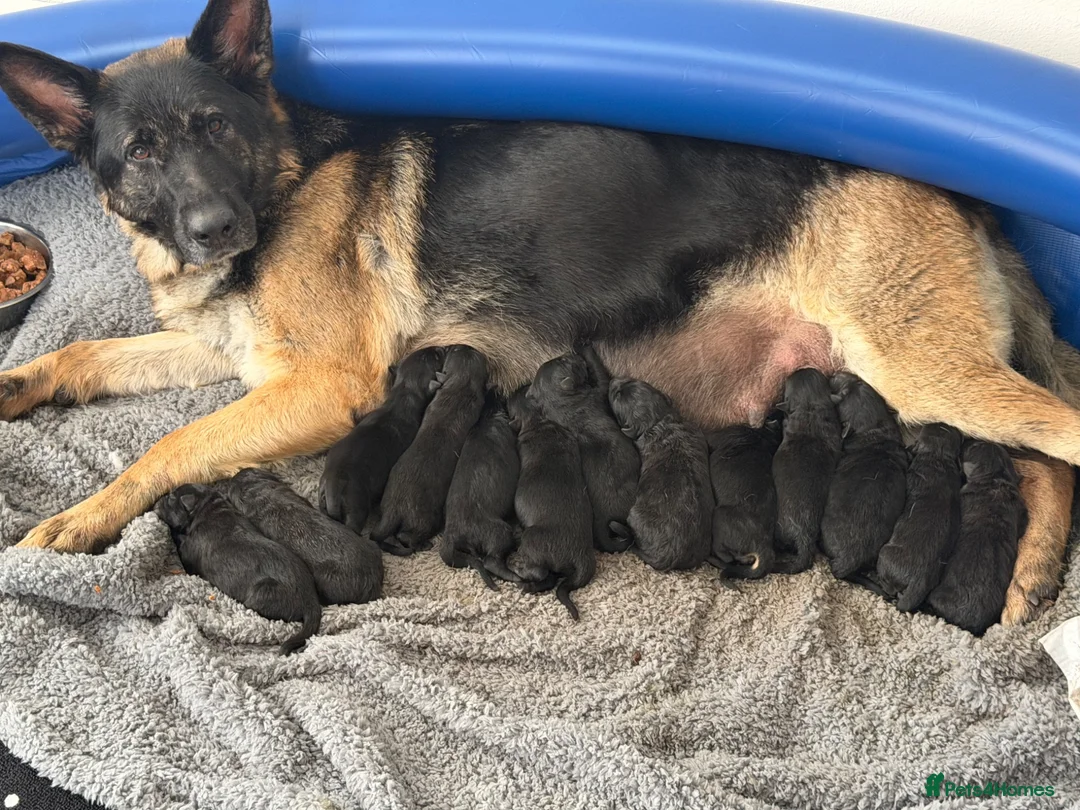 German Shepherd dogs for sale: Full pedigree German shepherd Puppies  - Advert 2