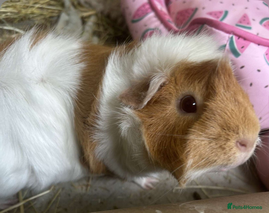 Guinea Pig rodents for sale: Bonded guinea pigs - Image 1