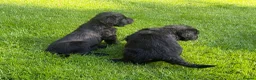 Giant Schnauzer dogs for sale: KC Registered Giant Schnauzer Puppies - Advert 2