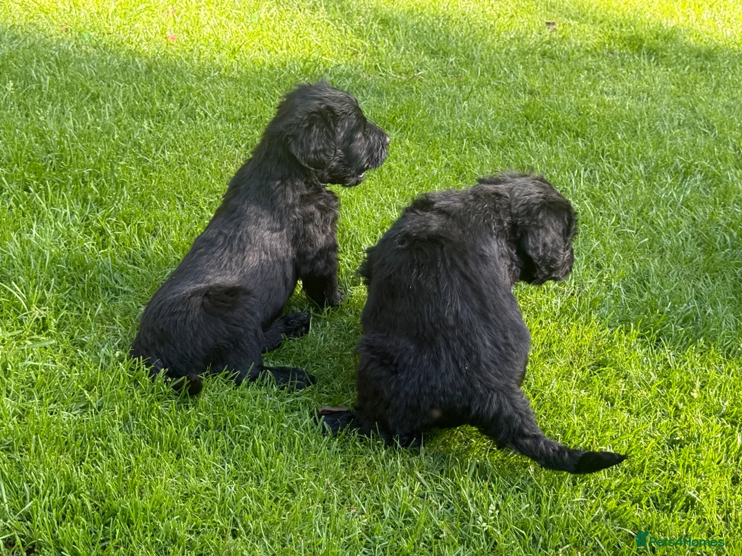 Giant Schnauzer dogs for sale: KC Registered Giant Schnauzer Puppies - Advert 2
