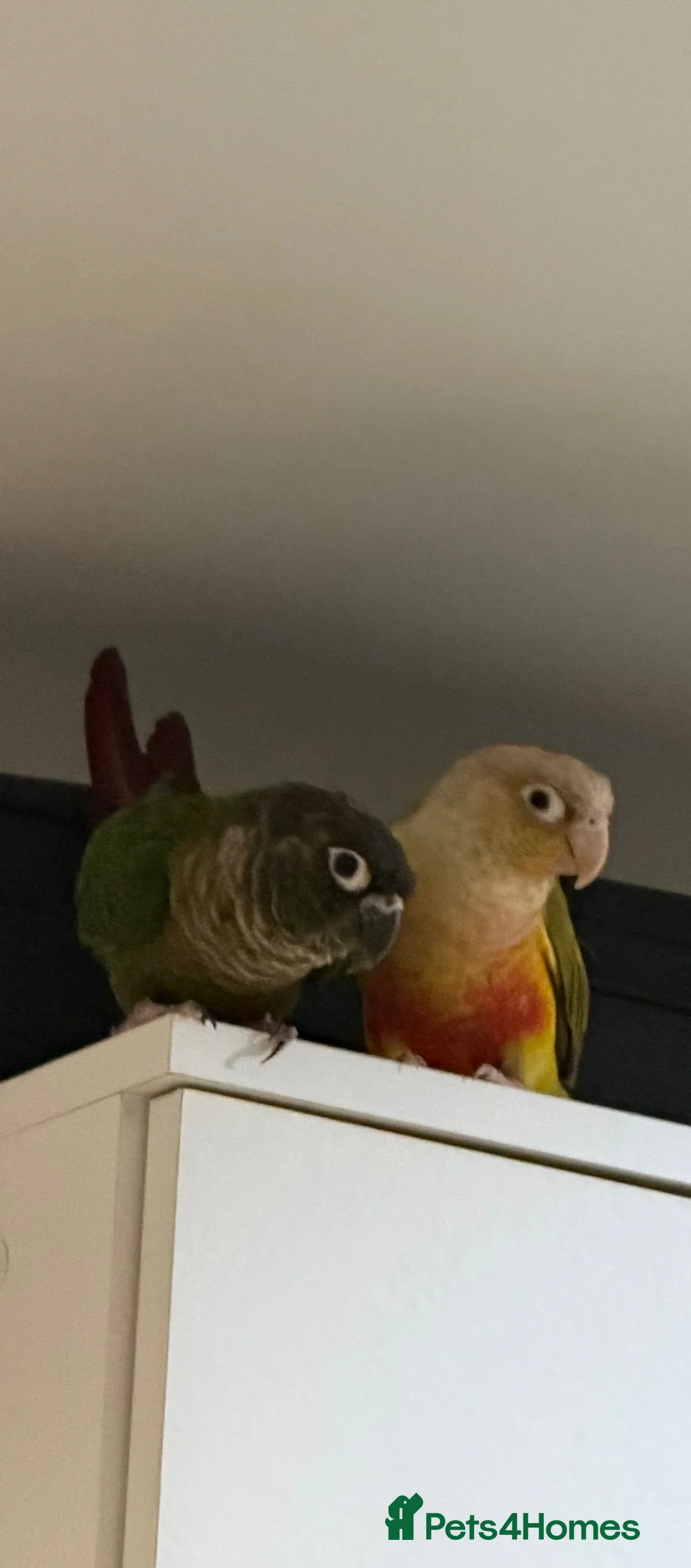 Conures birds for sale: Want to rehome my Green cheek & pineapple conures - Advert 2