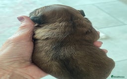 Shihpoo dogs for sale: Shipoo Pups - Image 23