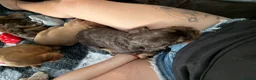 Cocker Spaniel dogs for sale: 🐶KC REGISTERED COCKER SPANIEL PUPPYS🐶 - Advert 3