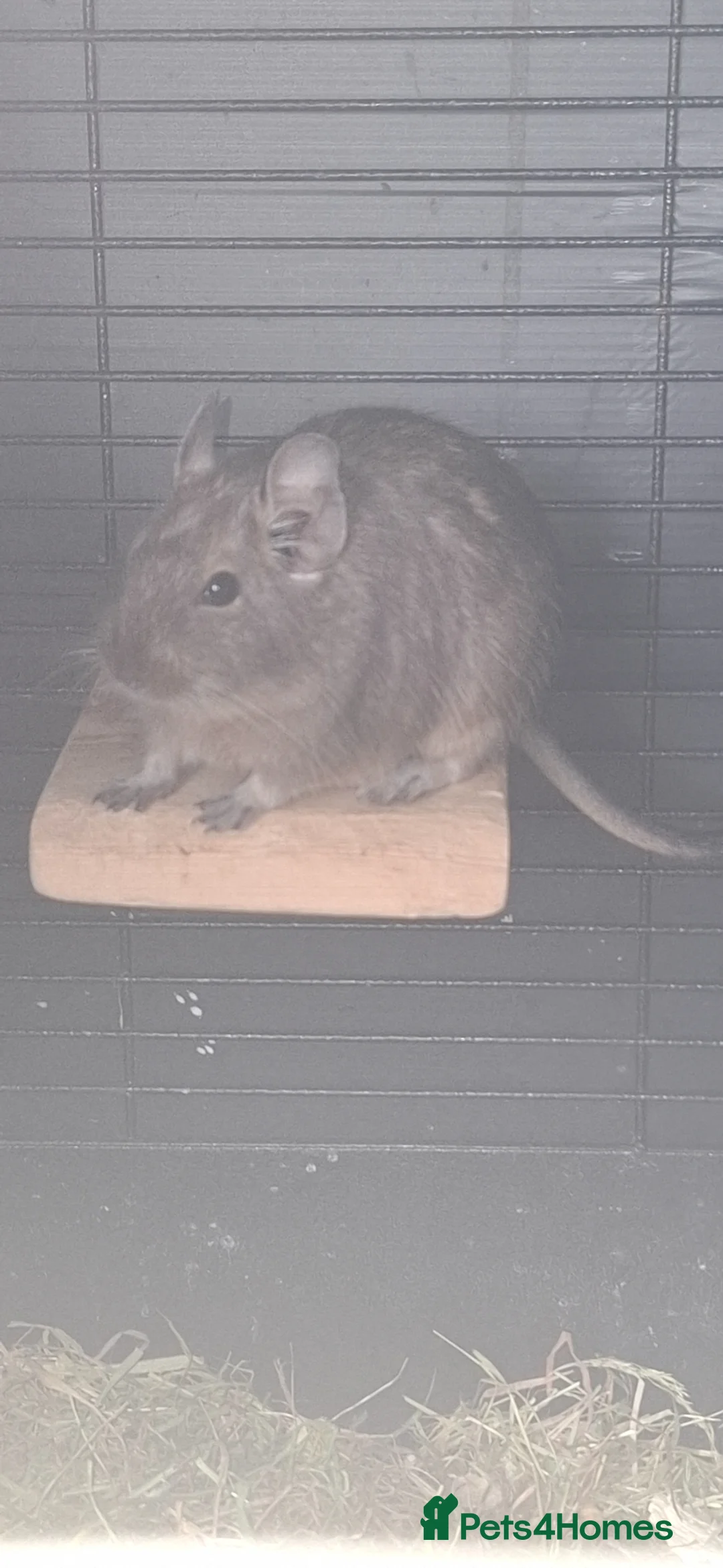 Degus rodents for sale: Female Degus For Sale - Advert 7