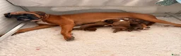 Boxer dogs for sale: 3 Red & White Boxer puppies available  - Advert 16
