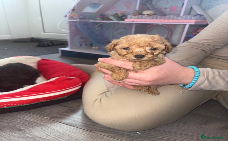 Cockapoo dogs - Advert 4