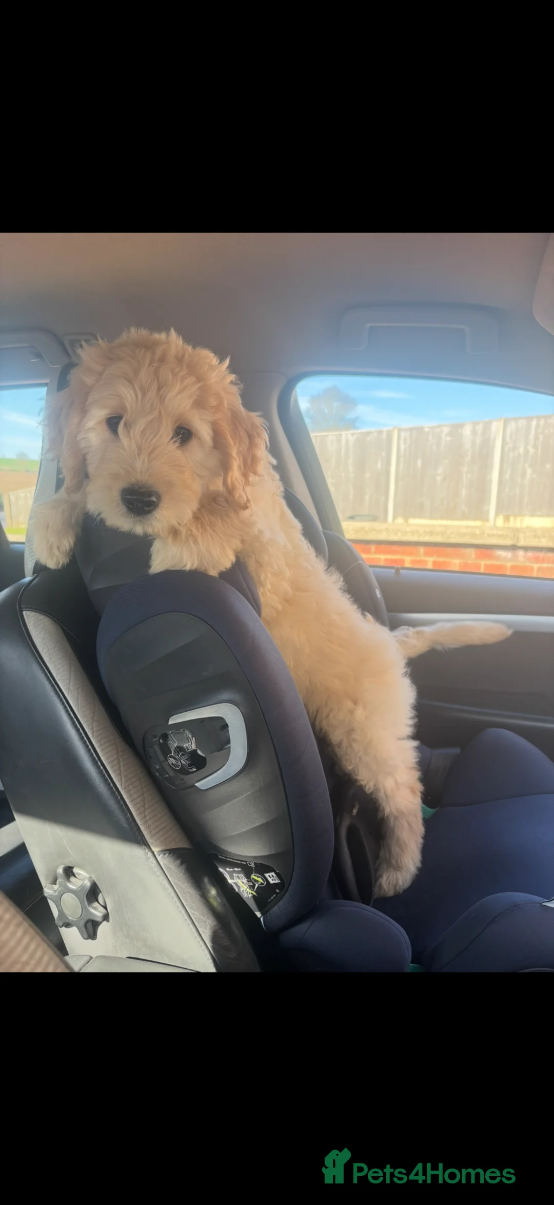 Goldendoodle dogs for stud: F1 Goldendoodle for stud  - Advert 5
