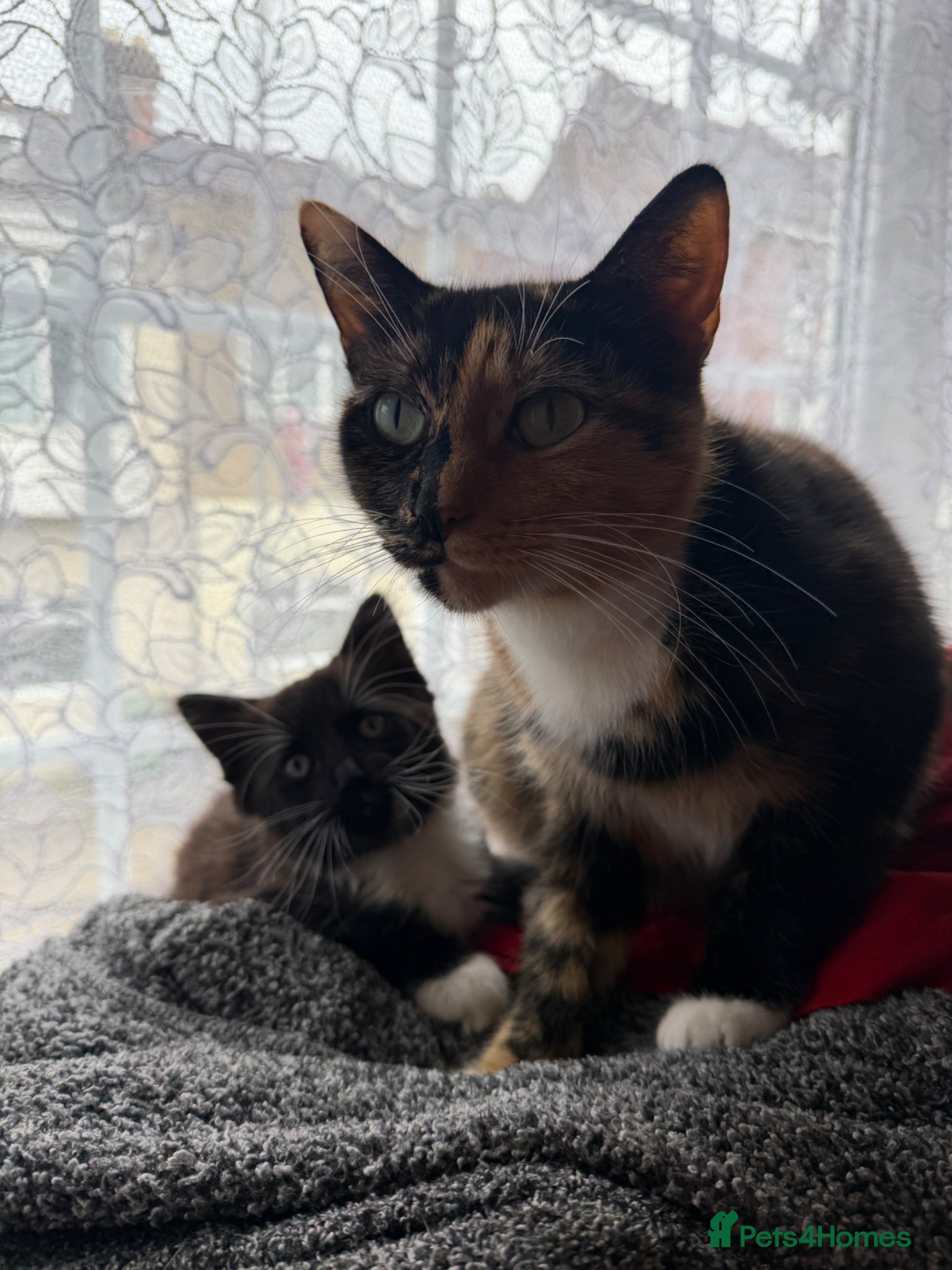 Mixed Breed cats Cute kitten only one fluffy girl left ready to go  - Advert 1