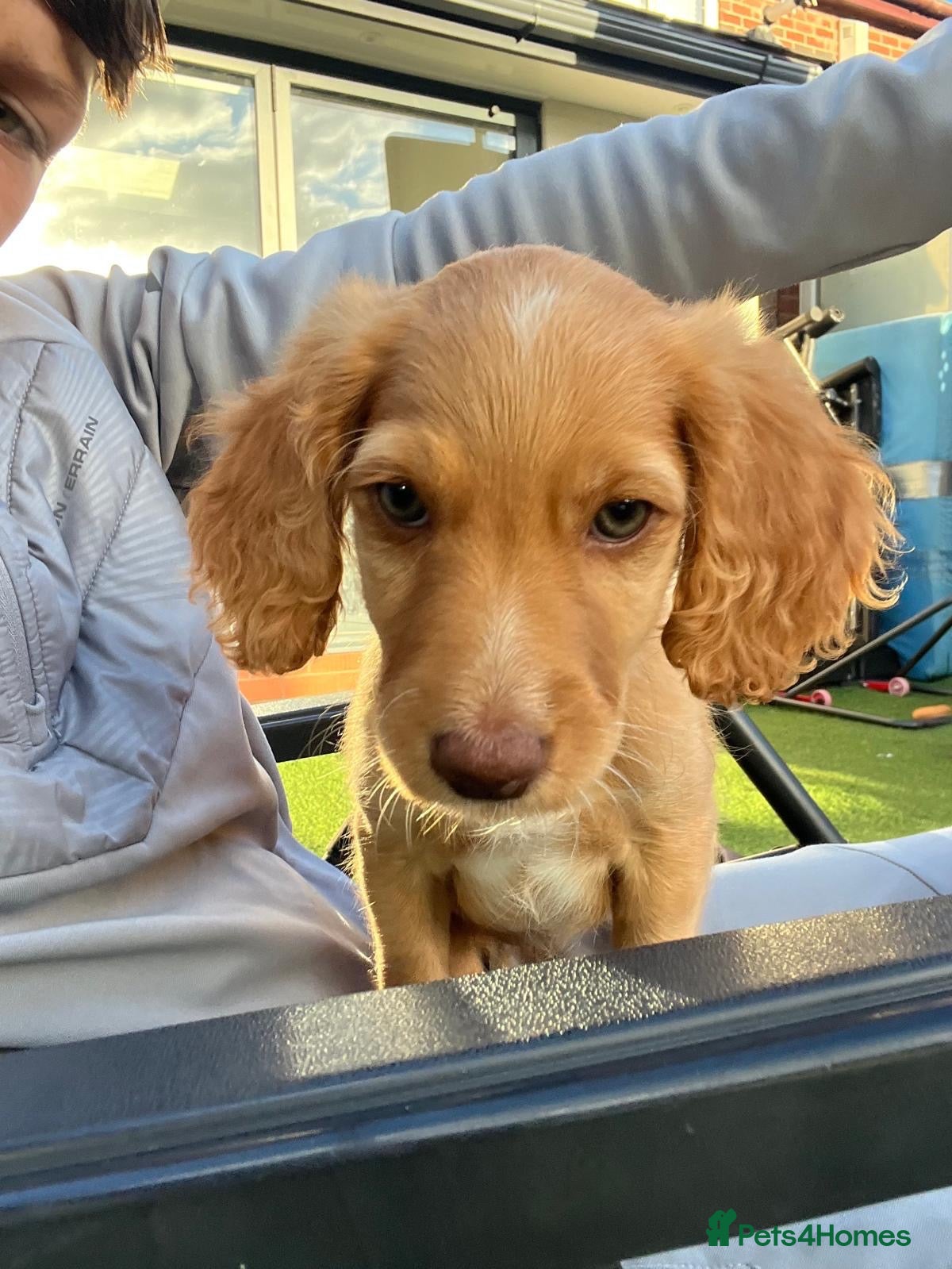 Mixed Breed dogs Mini Goldendoodle - Advert 2