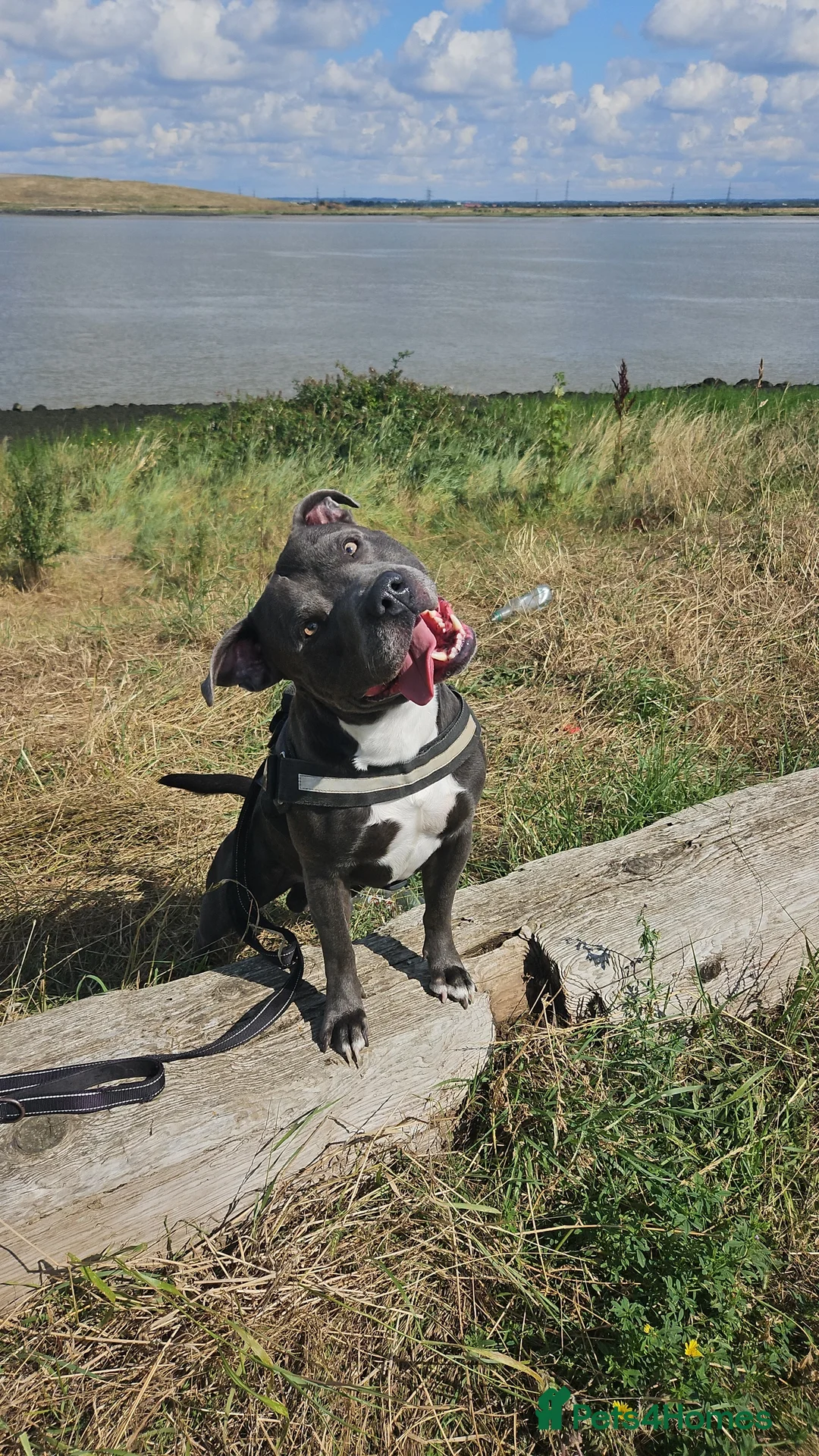 Staffordshire Bull Terrier dogs for stud: 💙 50+ LITTERS PROVEN. BLUE STUD 💙 in Erith - Advert 4