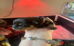Rottweiler dogs for sale: Hulk and Ruby Rottweiler puppies  - Image 15