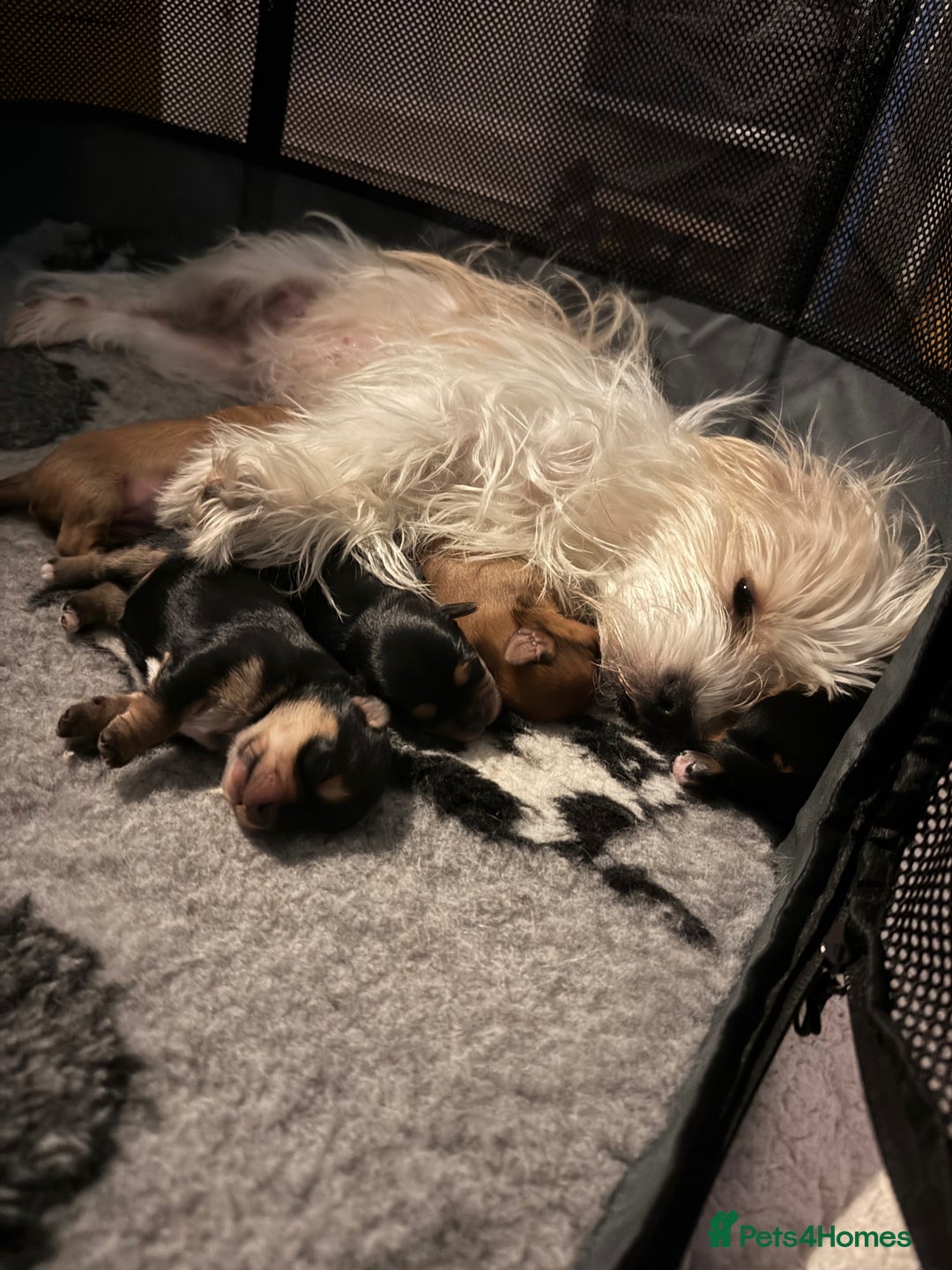 Mixed Breed dogs for sale:  Yorkshire terrier/ lhaso Apso hybrid pups - Advert 1