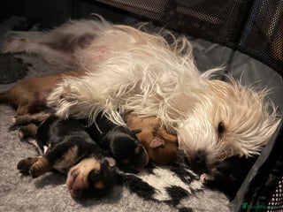 Mixed Breed dogs Yorkshire terrier/ lhaso Apso hybrid pups - Advert 1