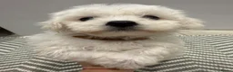 Maltese dogs for sale: Maltese puppies ready for new homes! 🐶 - Advert 17