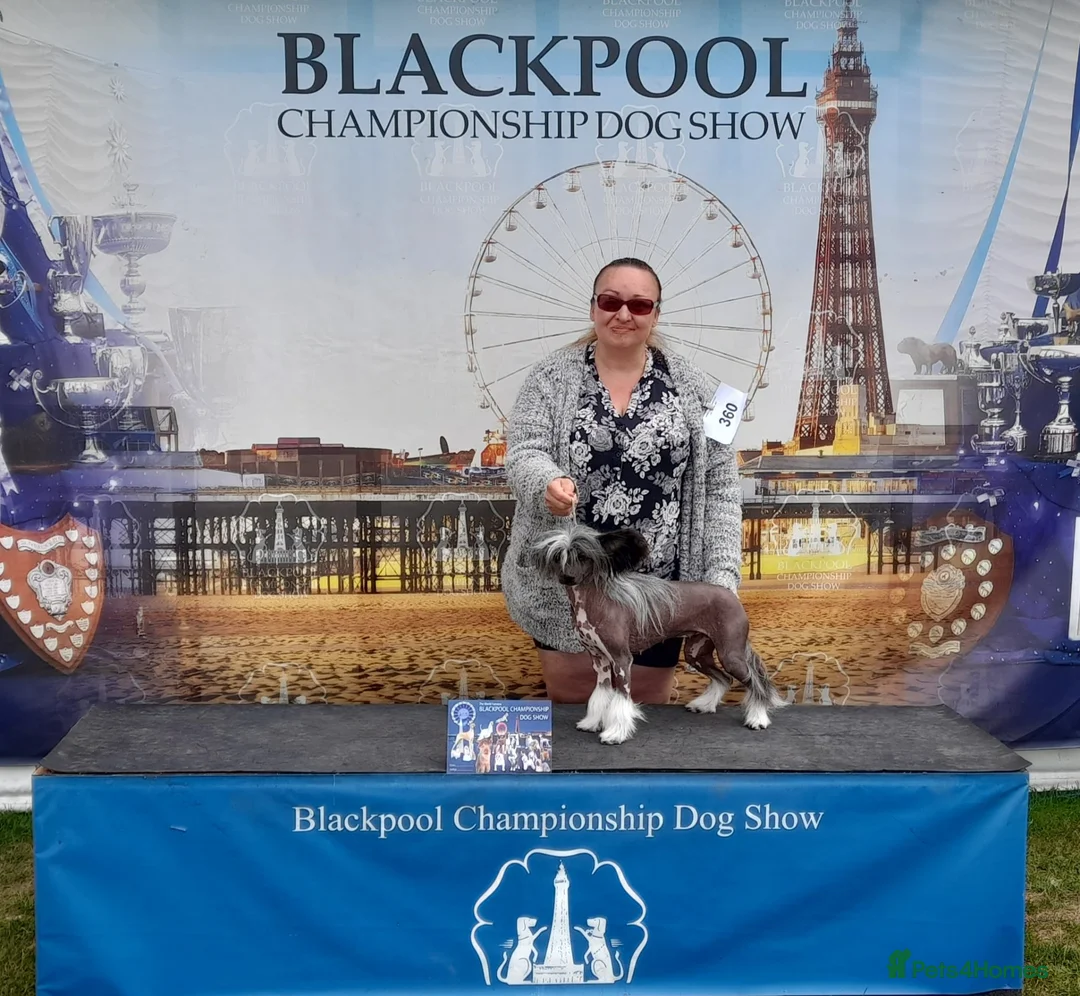 Chinese Crested dogs for sale: ✨ Planned Chinese Crested Litter – Summer 2026 ✨ - Advert 10