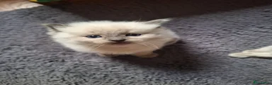 Ragdoll Kitten 2