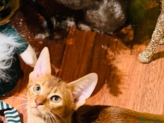 Abyssinian cats 🏆🥇🏵️Top Quality Champion Lines Abyssinian - Advert 5