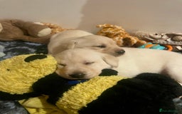 Labrador Retriever dogs for sale: Fabulous KC registered labradors - Image 20