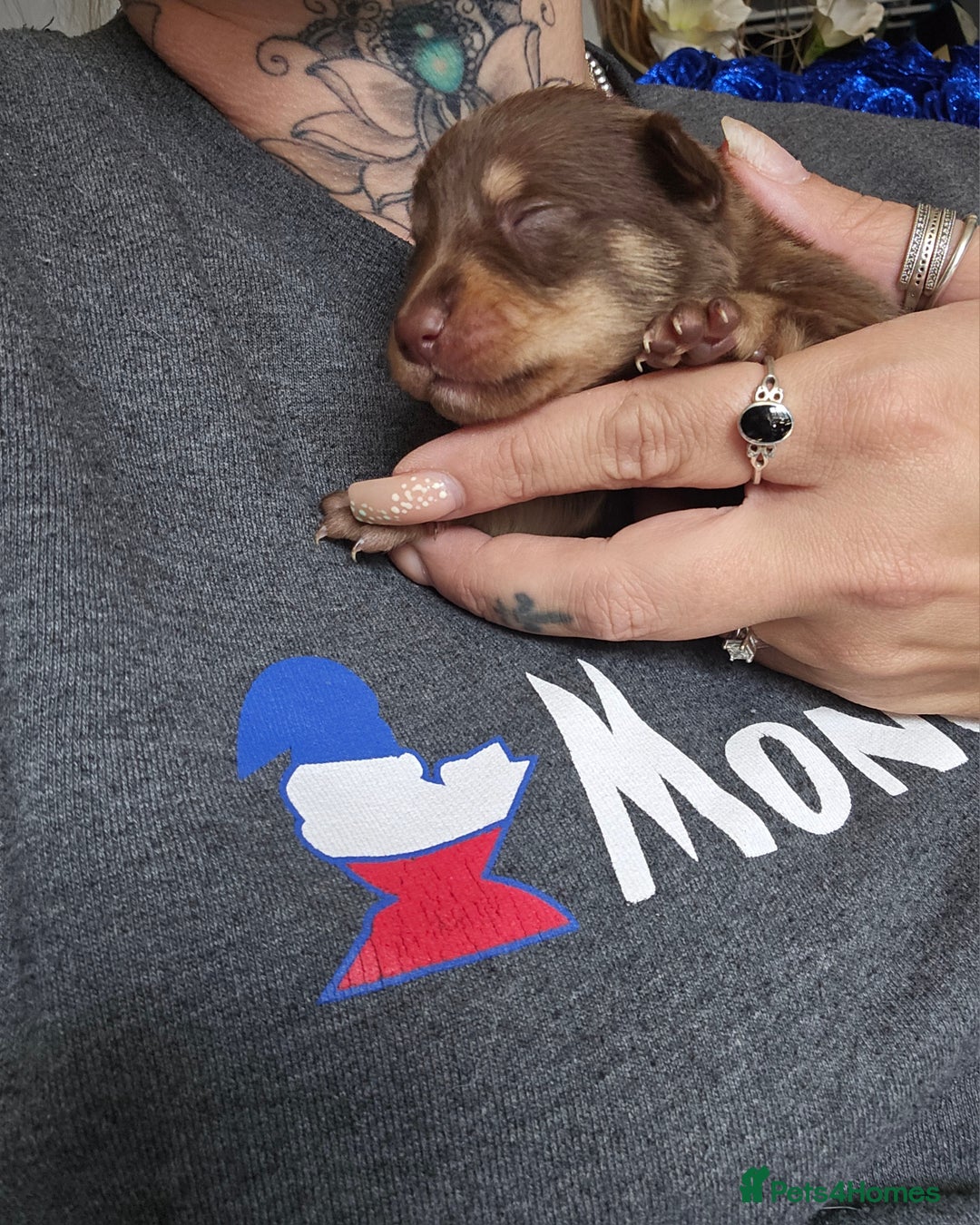 Mixed Breed dogs for sale: 9 beautiful dachshund cross poms - Image 21